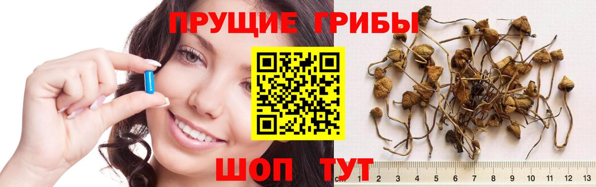 Псилоцибиновые грибы мицелий  Вход с VPN  Касимов 